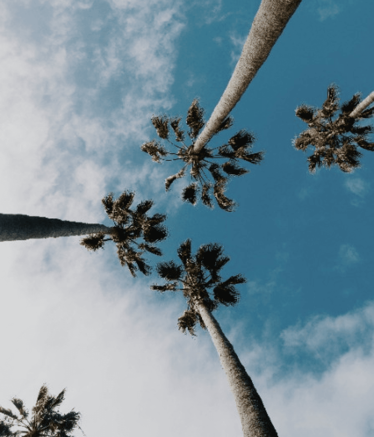 Palm trees against a blue San Diego sky